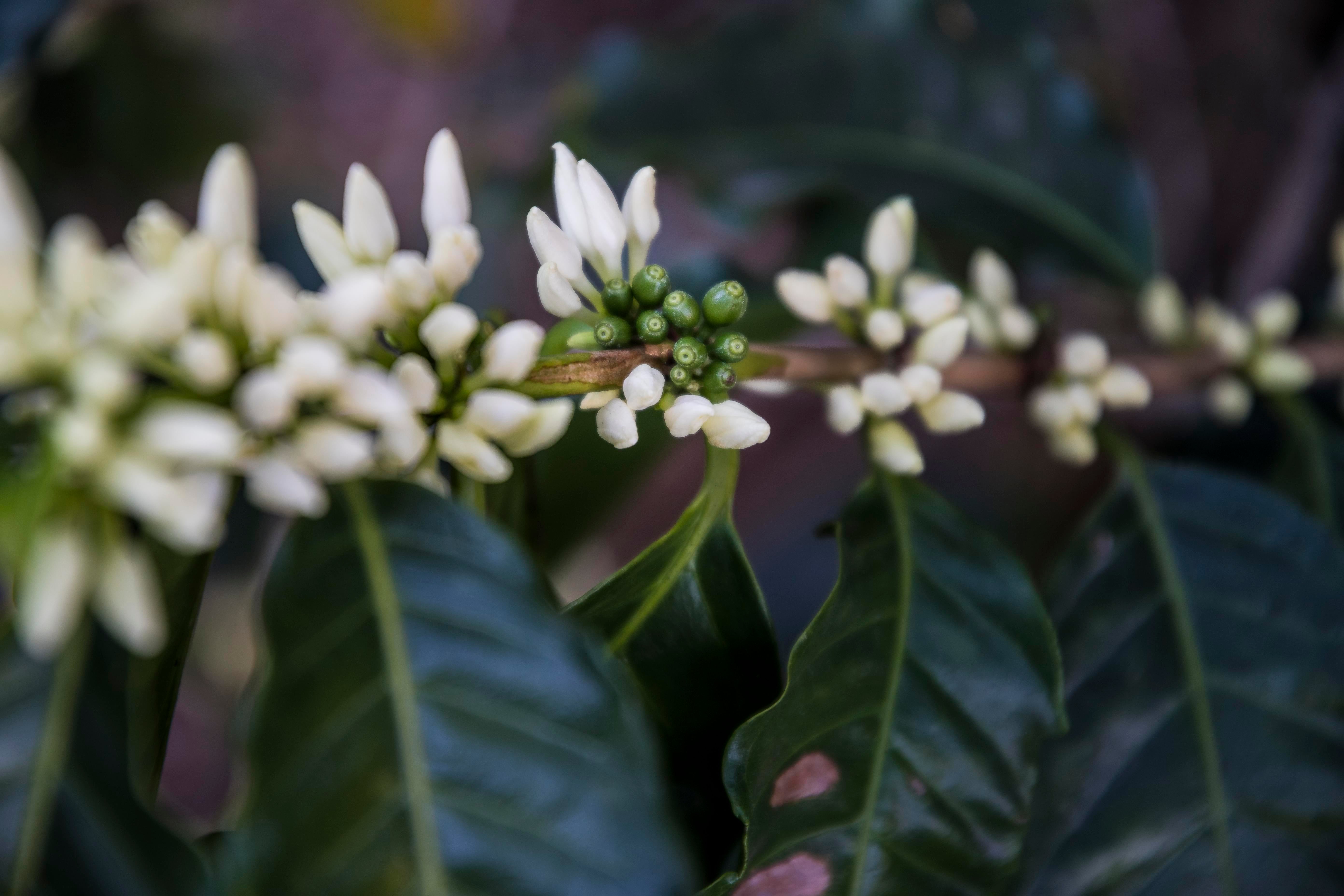 flowers image